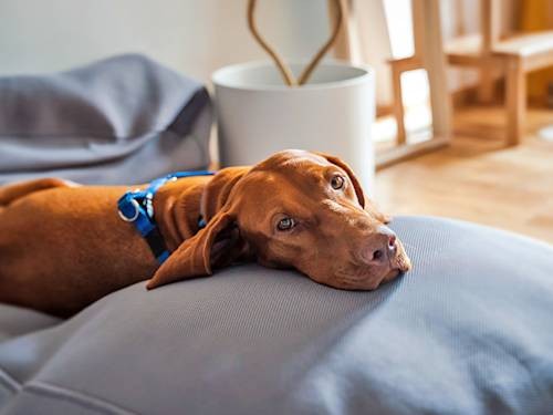 Yes, Dogs Get STDs. No, They Don't Have to Mate to Catch Them.