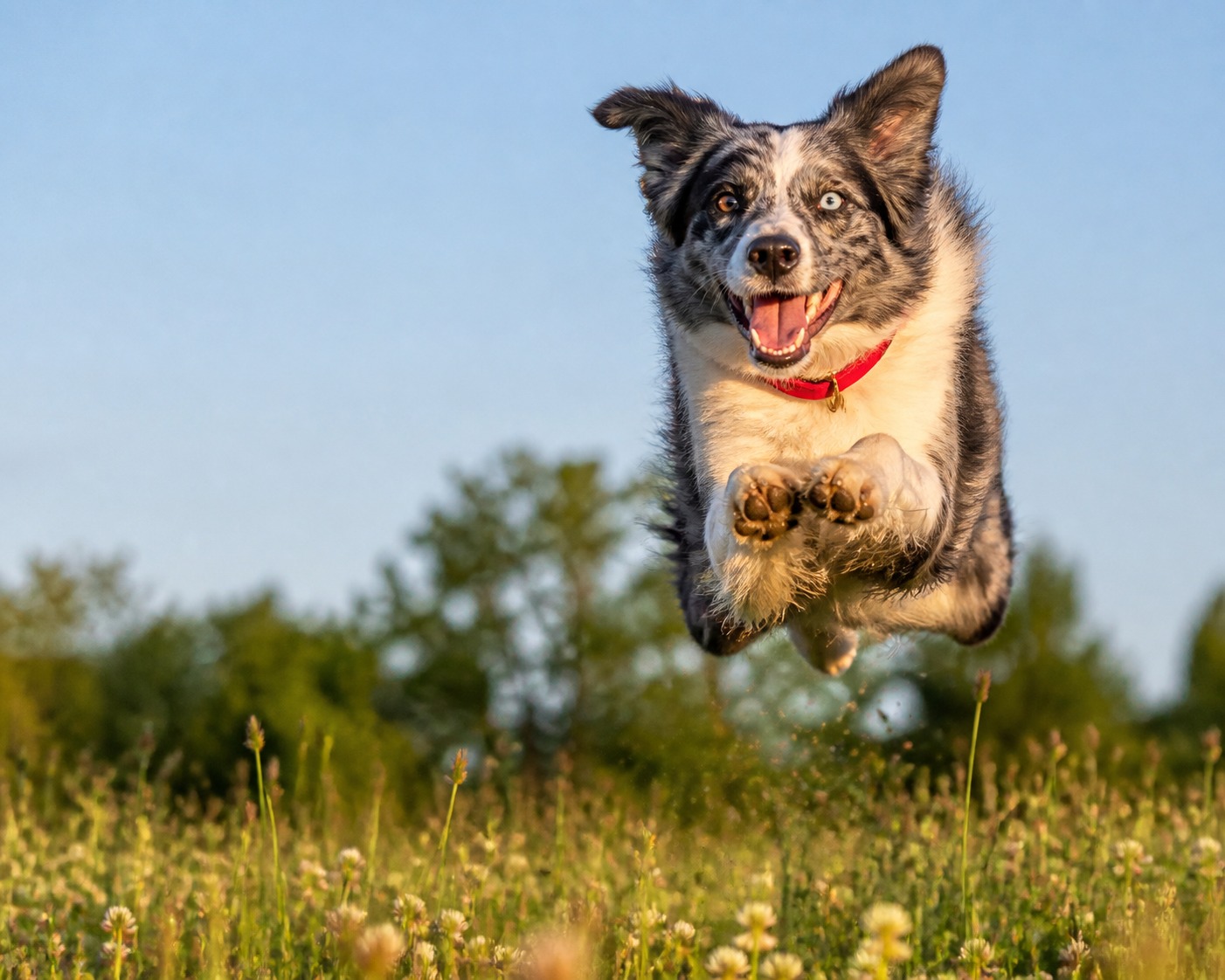 The Four-Paw Bounce, Decoded (and the One Version That Isn't Cute)
