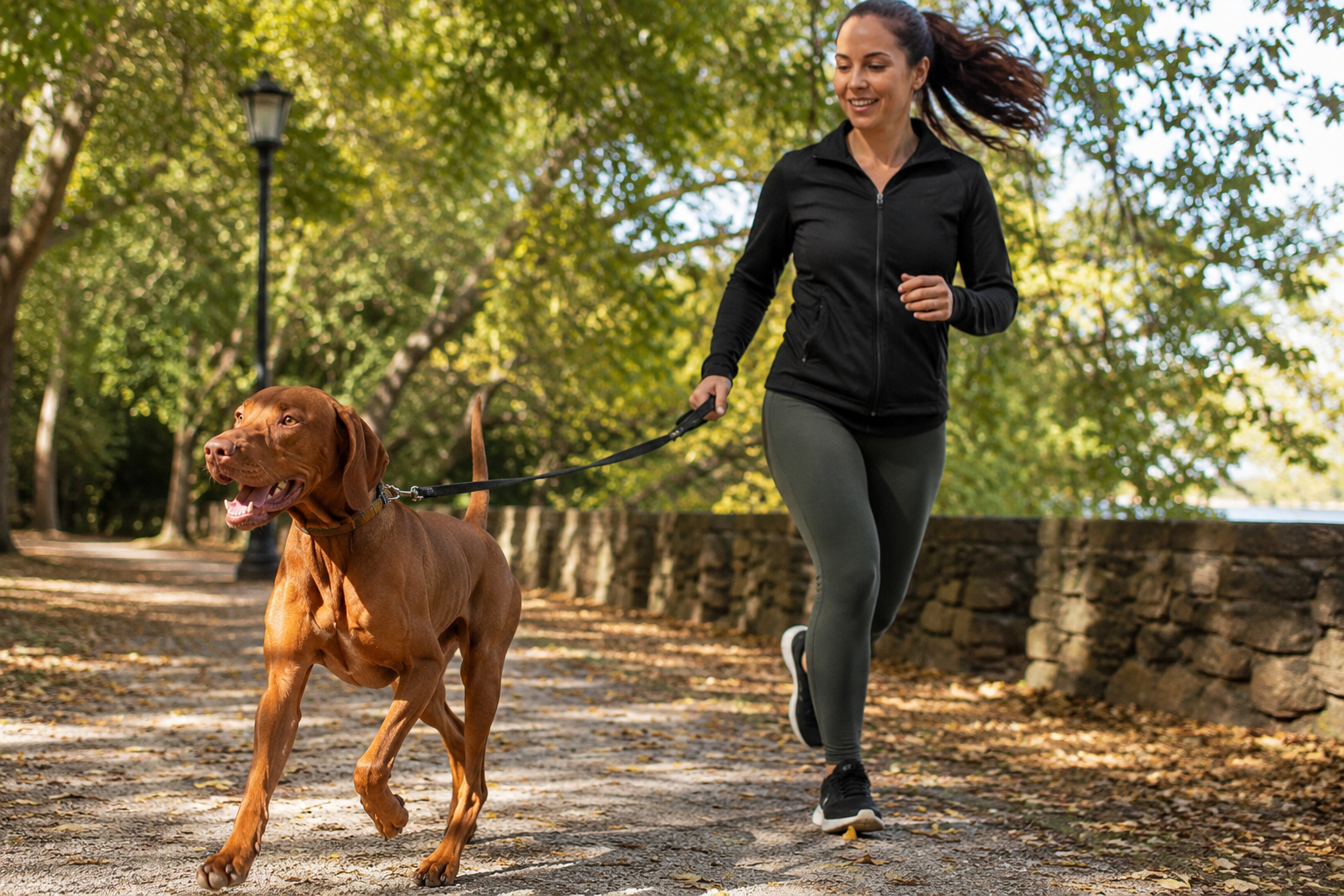 A Walk Burns Calories. It Doesn't Build a Fit Dog. Here's the Difference.