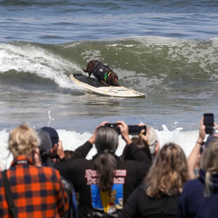 A Lab From Brazil Went Back-to-Back. The Better Story Was in Third.