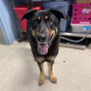 A Dog Was Surrendered for Being 'Gay.' The Couple Who Adopted Him Had Heard That One Before.