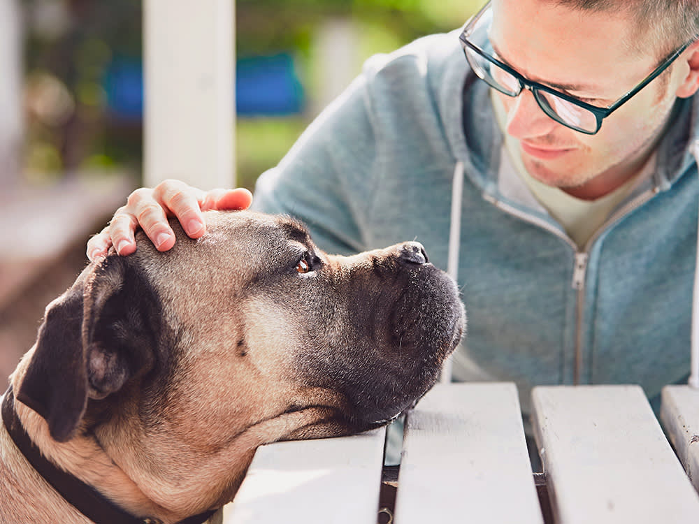 Your Dog's Eye Is Swollen. The Worst Thing You Can Do Is Wait.