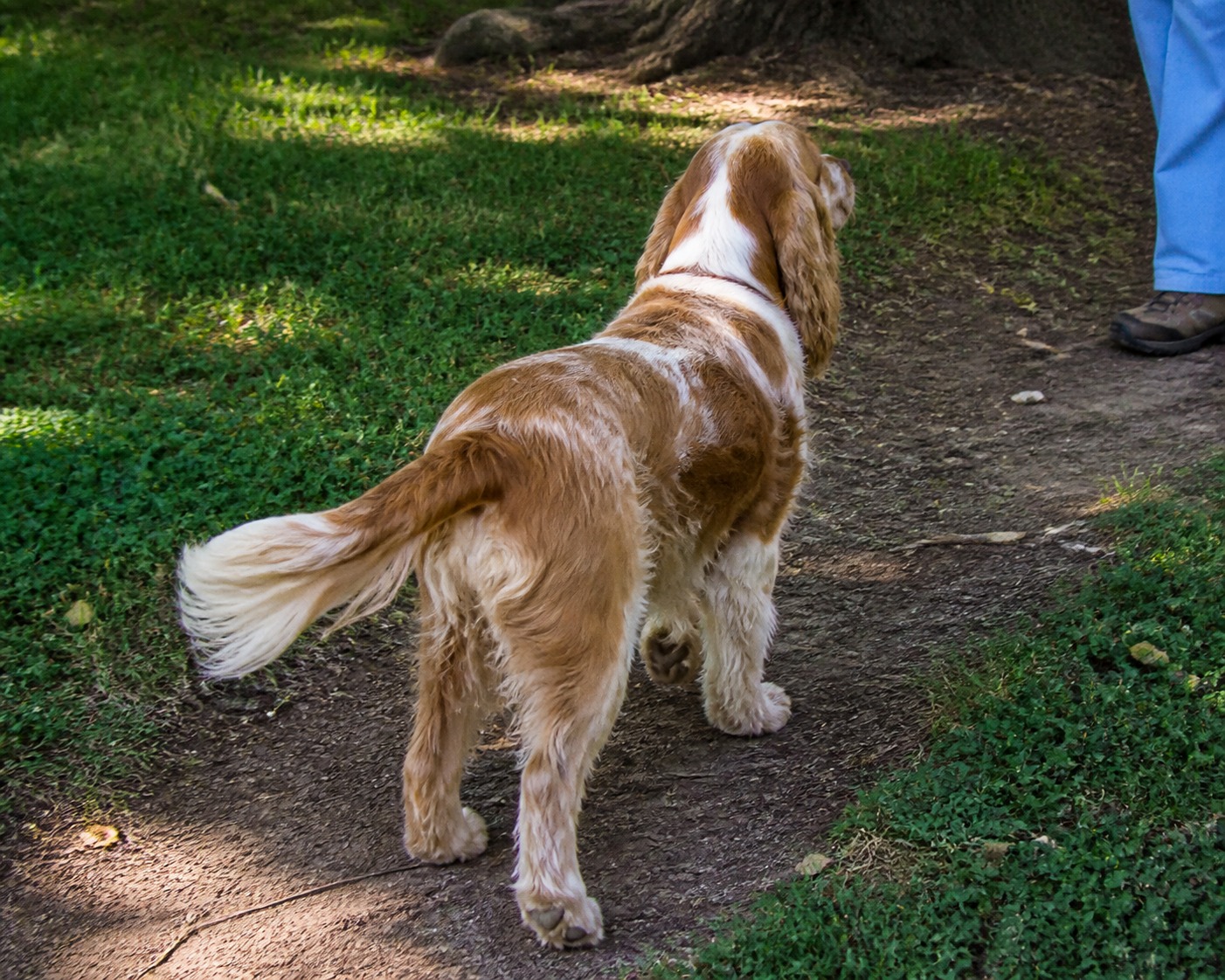 A Wagging Tail Isn't 'Happy.' Scientists Found the Direction Is the Real Tell