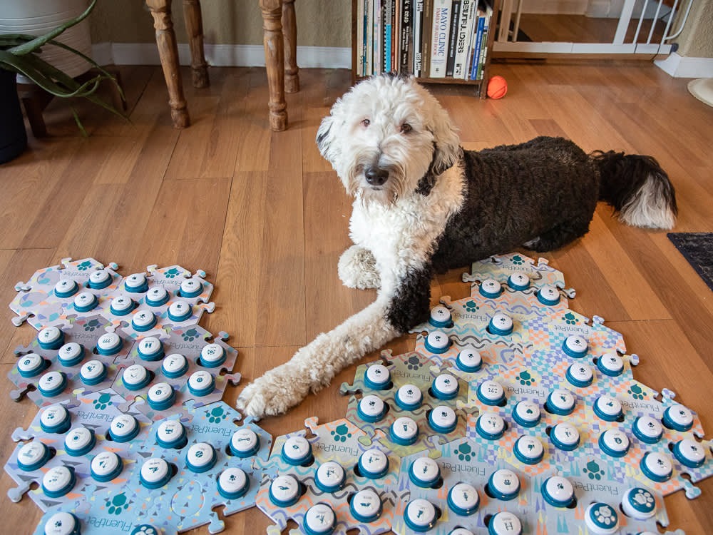 Teaching Your Dog to 'Talk' With Buttons, Without Fooling Yourself