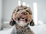 Your Dog's Teeth Are Chattering. The Trigger Tells You If It's Nothing or an Emergency.