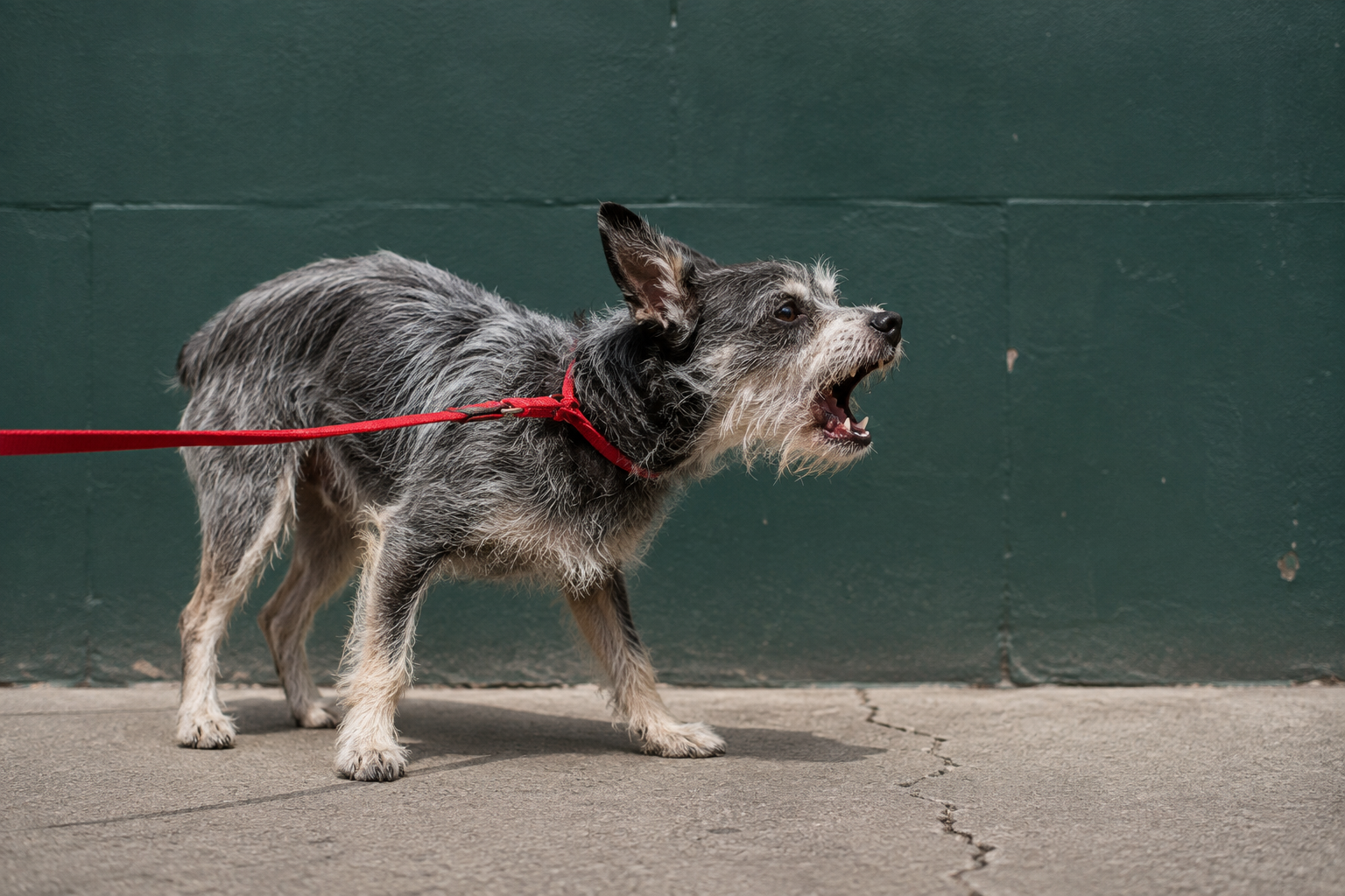 Your Dog Isn't Throwing a Tantrum. That Word Is Hiding the Real Problem