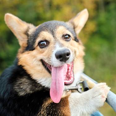 Your Dog's Tongue Is a Dashboard. Most Owners Never Learn to Read It