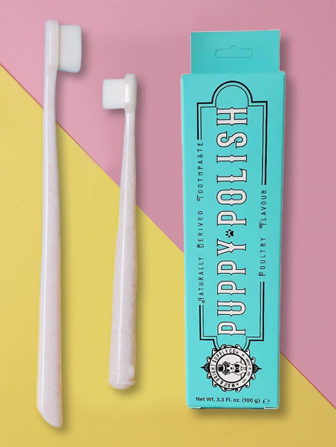 You Didn't Fail at Brushing Your Dog's Teeth. You Started at the Wrong End.
