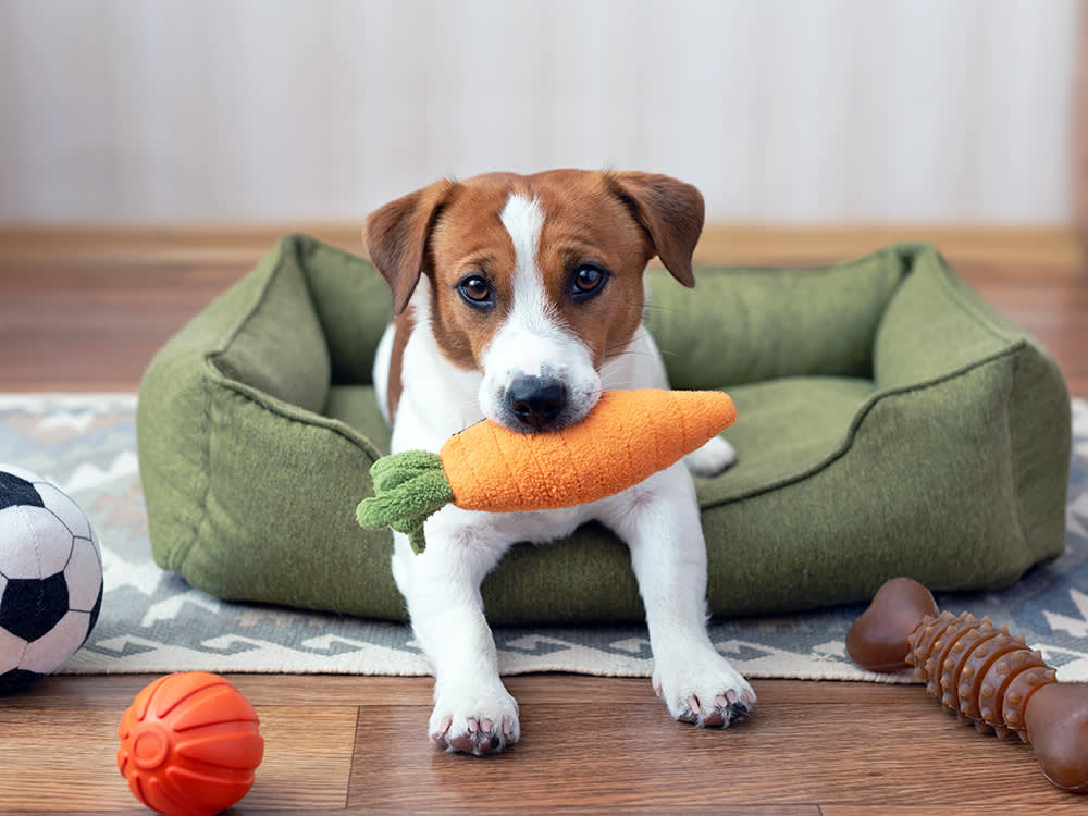 Your Dog's Toy Stash Is Adorable. The Growl Over It Isn't.
