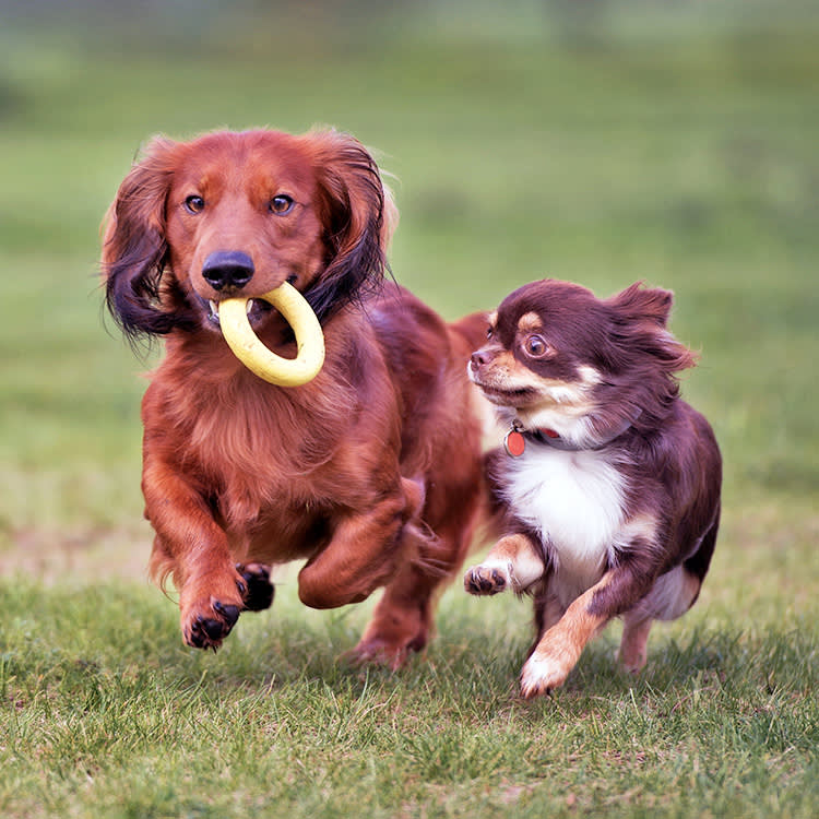 Toy Theft Is Normal. What Happens in the Next Two Seconds Isn't Always.