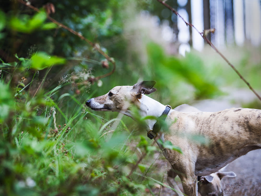 Your Dog Isn't Having a Seizure. Say Their Name.