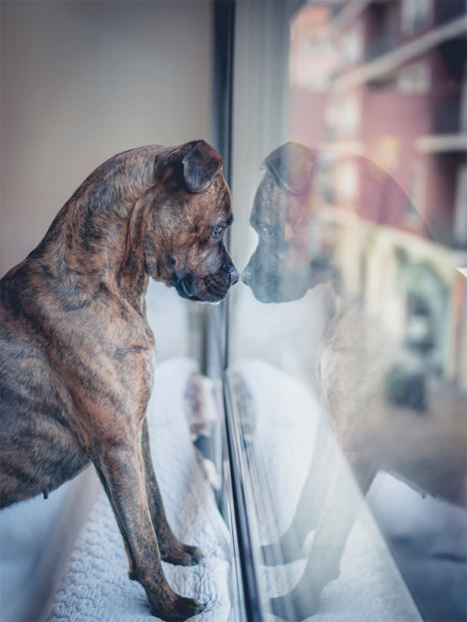 Your Dog Isn't Colorblind. Their Eyes Made a Trade You'd Never Take.