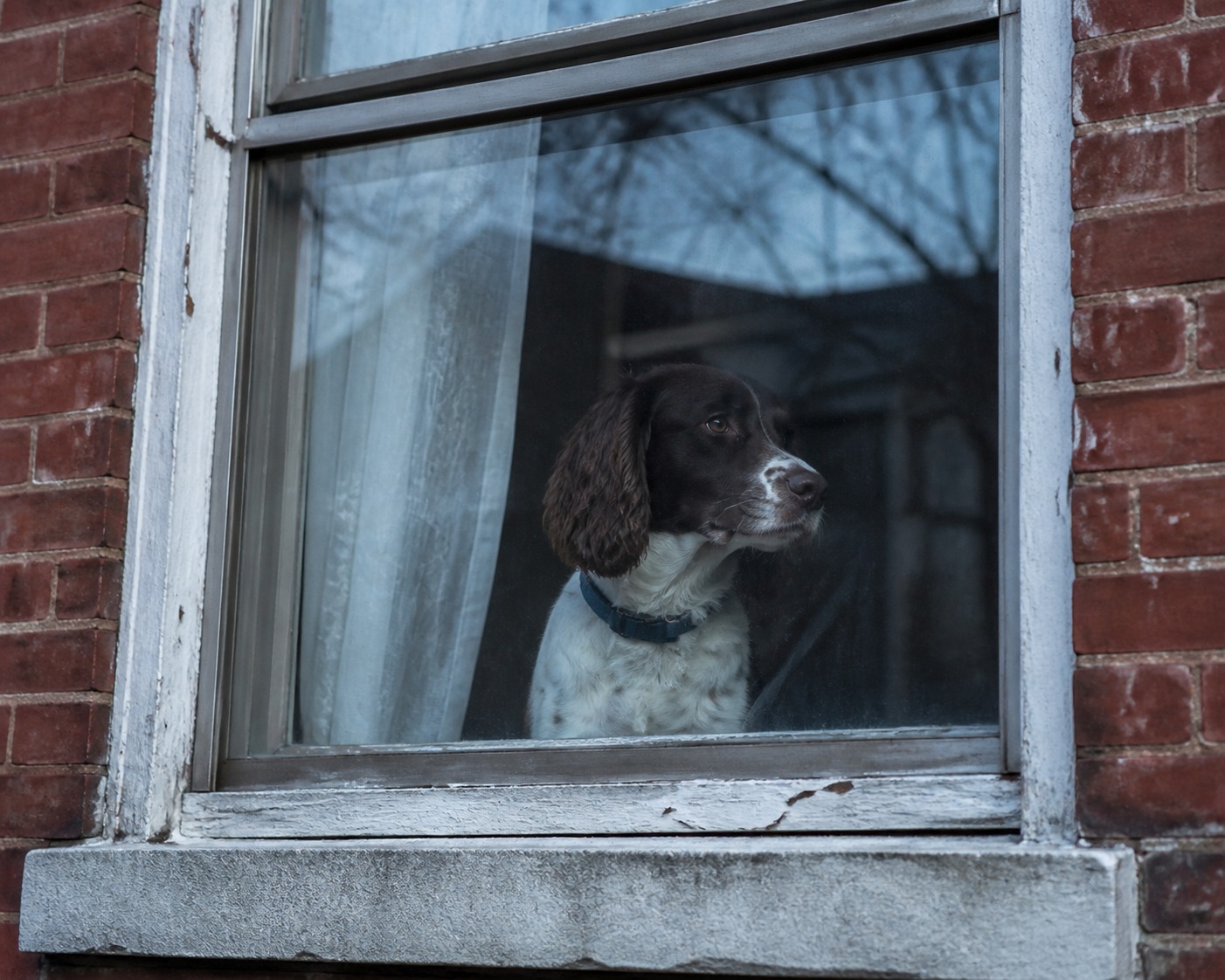 A $10 Service Rescues Your Pet After the Rapture. It Asks a Real Question