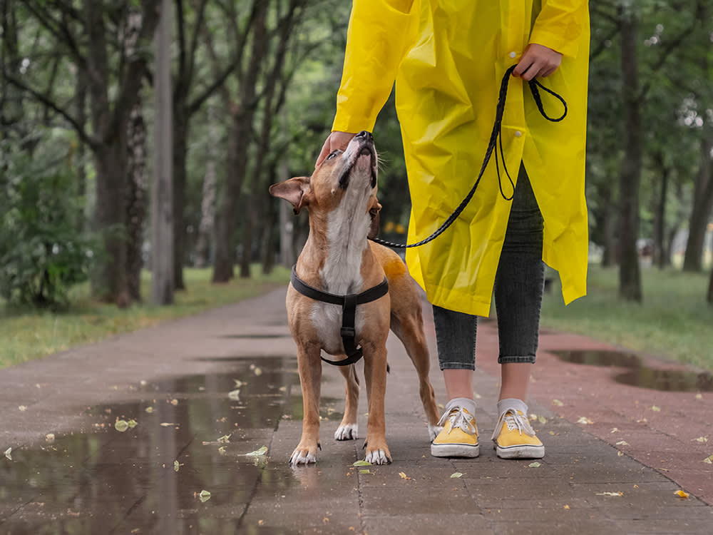 Your Dog Isn't Being Difficult on Walks. They're One of These 4 Types.