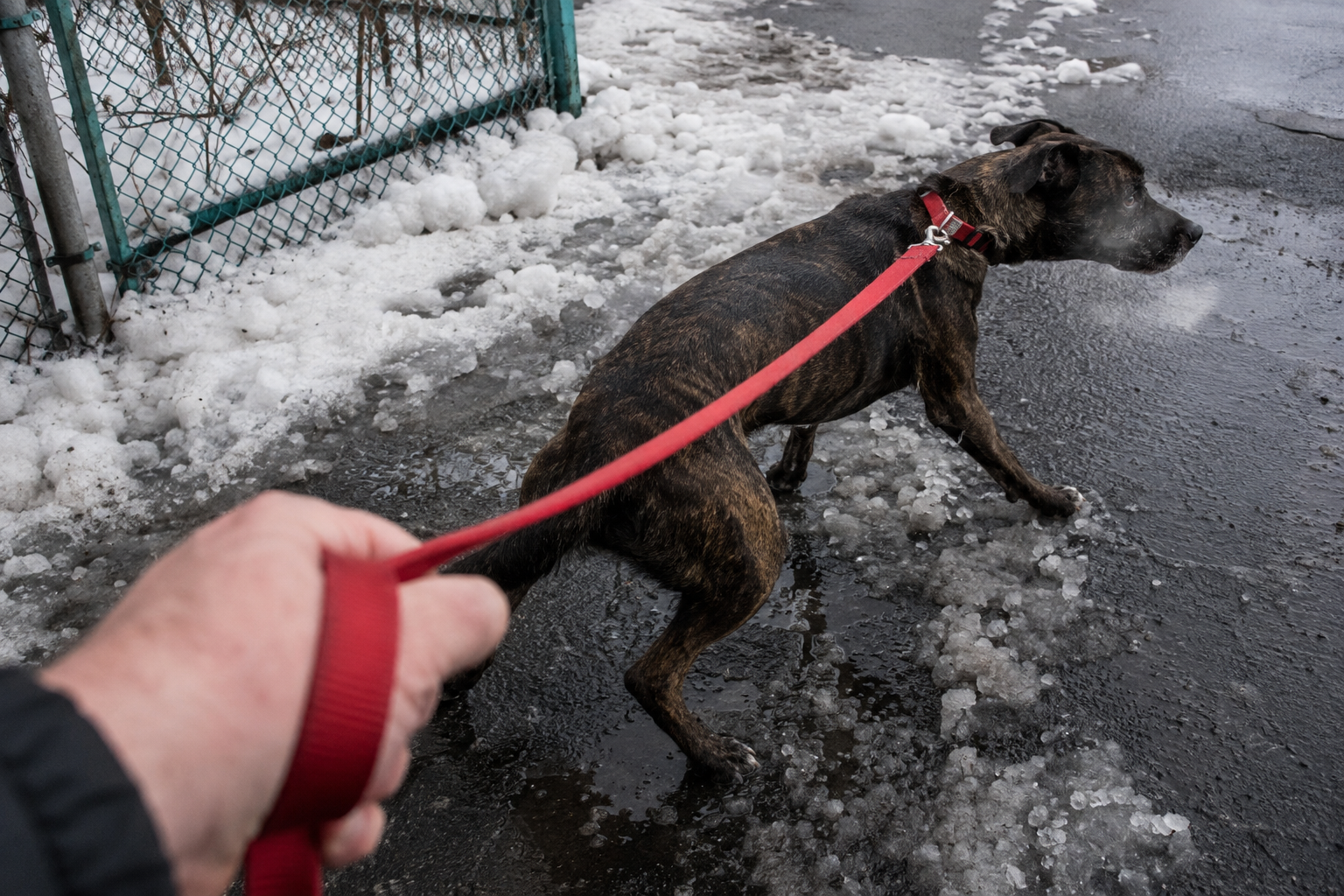 Walking Your Dog Sent 423,000 People to the ER