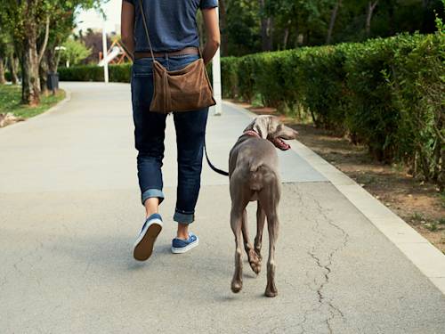 The Dog-Walking Rules Your Neighbors Wish You Knew