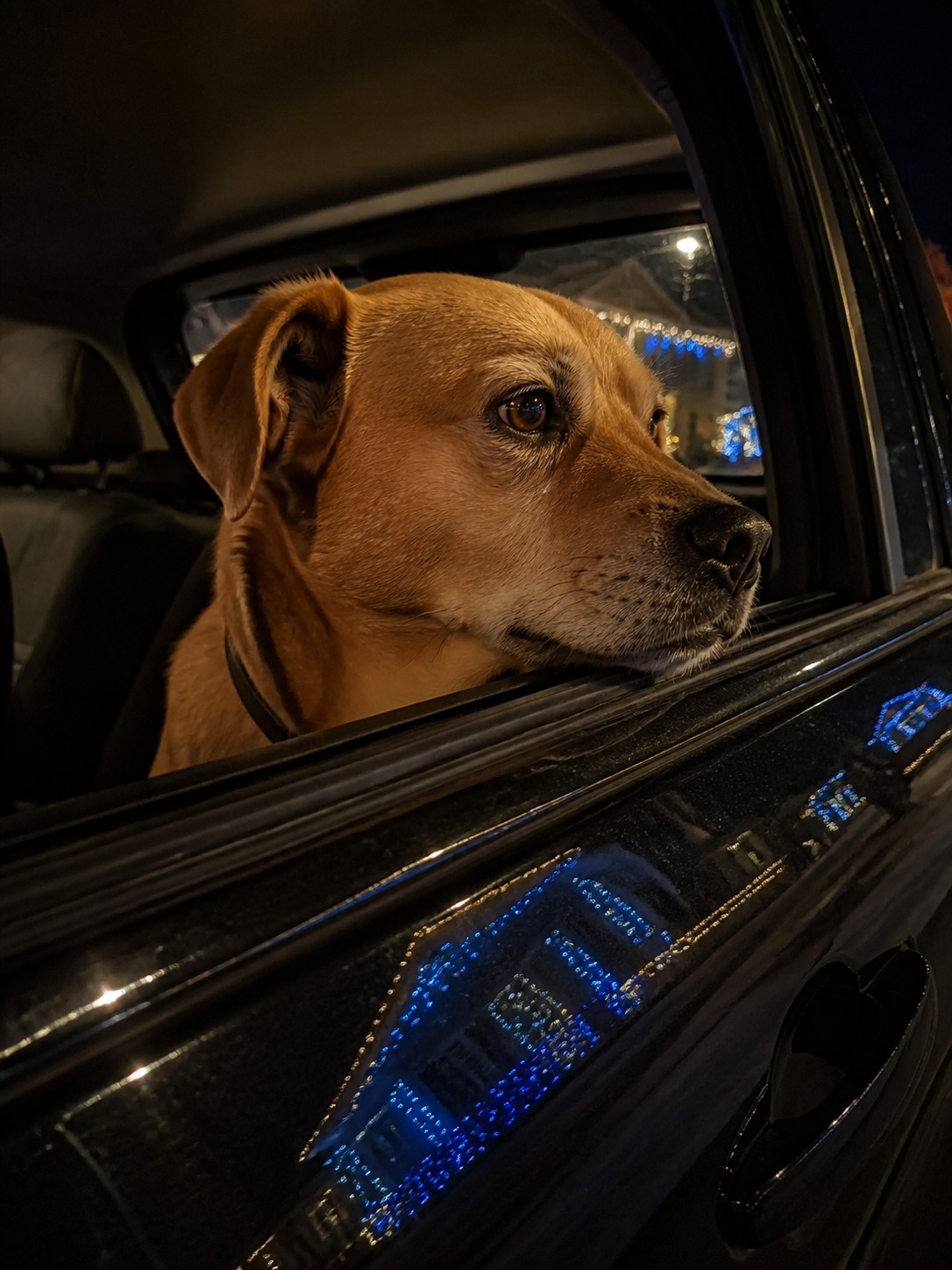 Those Viral 'Dogs Love Christmas Lights' Videos? It's Mostly You They Love