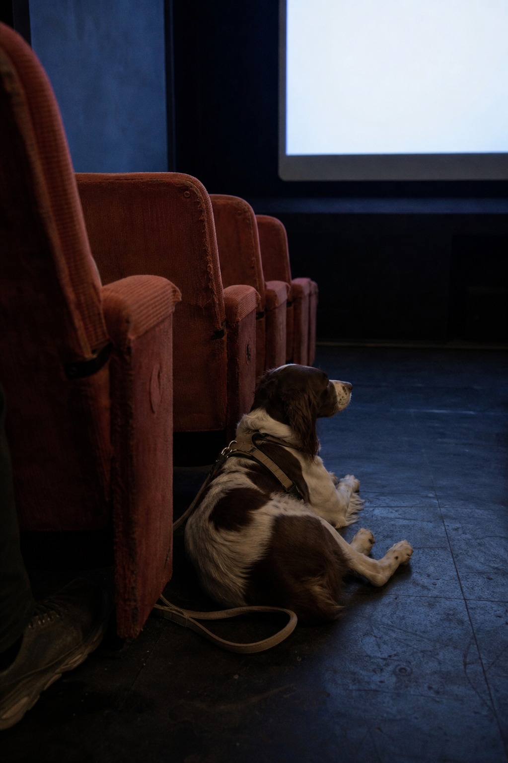 In the UK, Dogs Go to the Movies Every Week. American Dogs Are Still Waiting