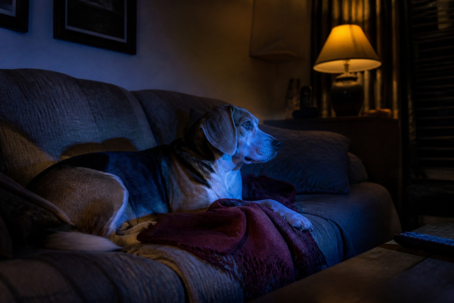 Your Dog Is a TV Critic, and Their Reviews Depend on Their Personality