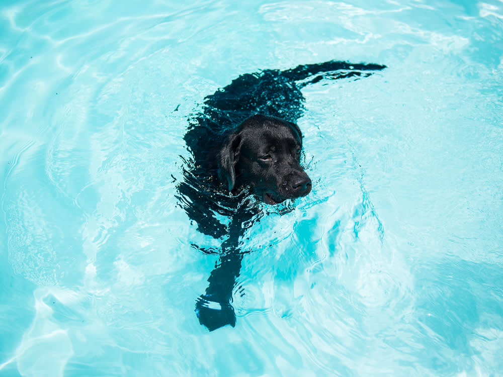 A Pool, a Lake, and the Ocean Will Kill Your Dog in Three Different Ways