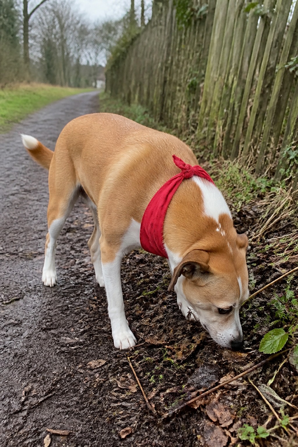 The One Dog Accessory That Doesn't Annoy Your Dog: 9 Bandanas Worth It