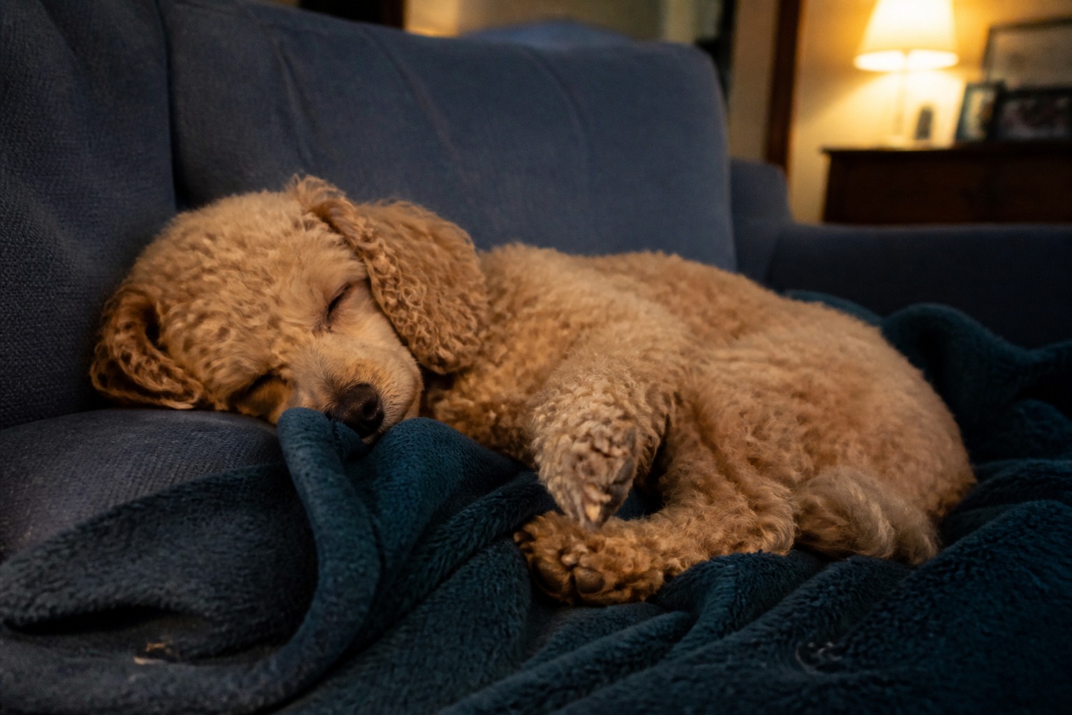 Your Dog Cried in Their Sleep. Here's When It's a Dream and When It's Not.