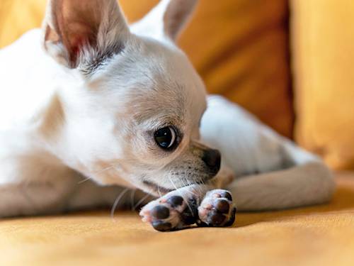 Your Dog's Yeast Infection Won't Surrender to Coconut Oil
