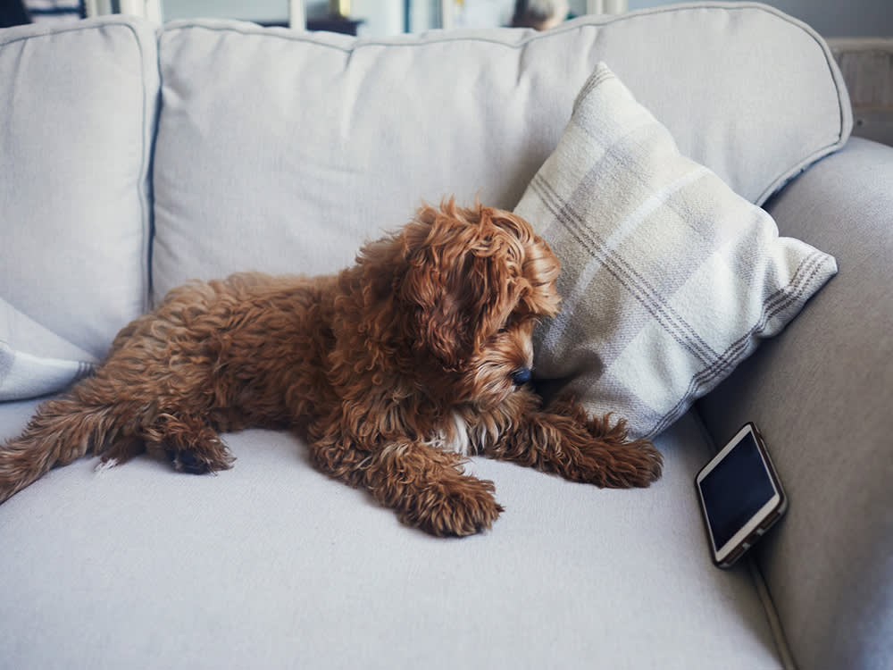 A Dog Invented the Booty Call. Now Science Is Building the Dog Phone
