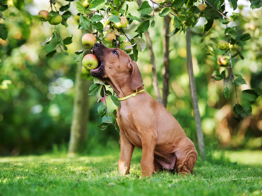 The Scariest Part of an Apple for Your Dog Isn't the Seeds