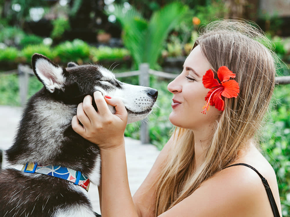 Hibiscus Is One of the Safer Plants for Dogs. The Real Risk Is Its Lookalike