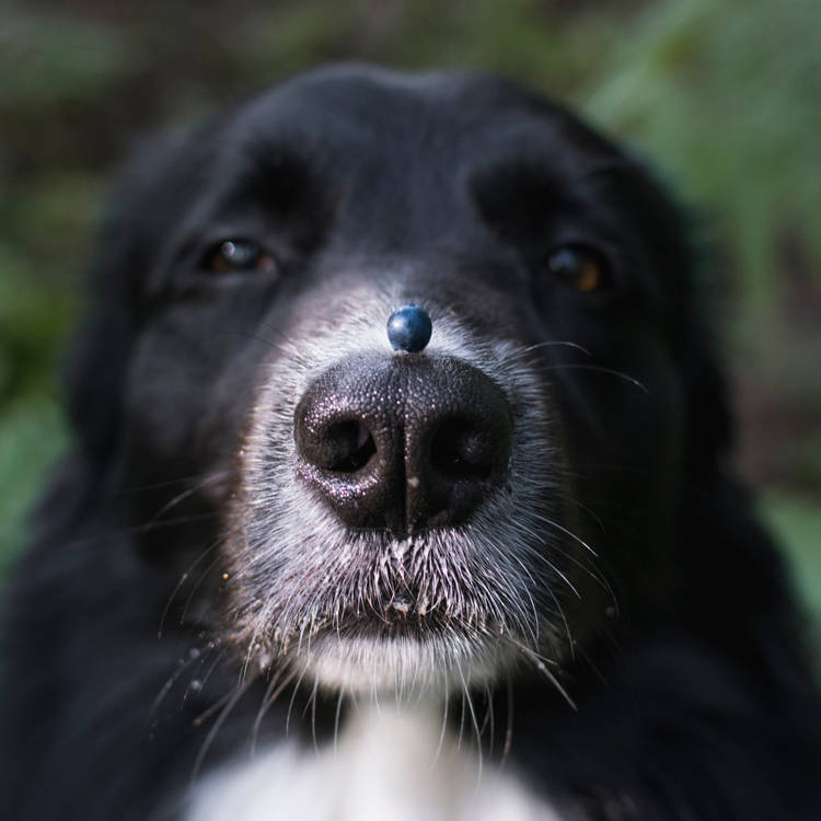 Blueberries Are the Rare 'Superfood' Your Dog's Aging Brain Actually Uses