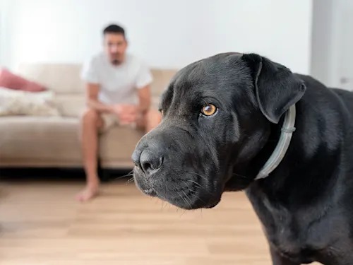 Your Dog Is Not a Carbon Monoxide Detector. Don't Treat Them Like One.