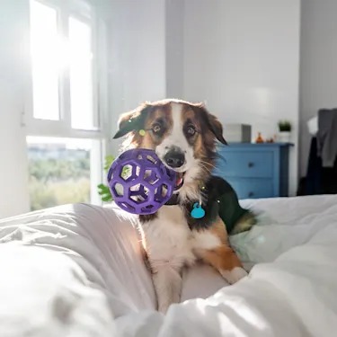 Your Dog Doesn't Miss How the Toy Looked. They Miss How It Felt.
