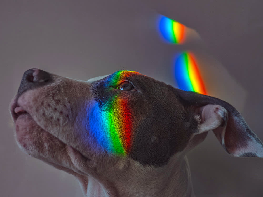 Your Dog Isn't Color Blind. They're on a Blue-and-Yellow Budget