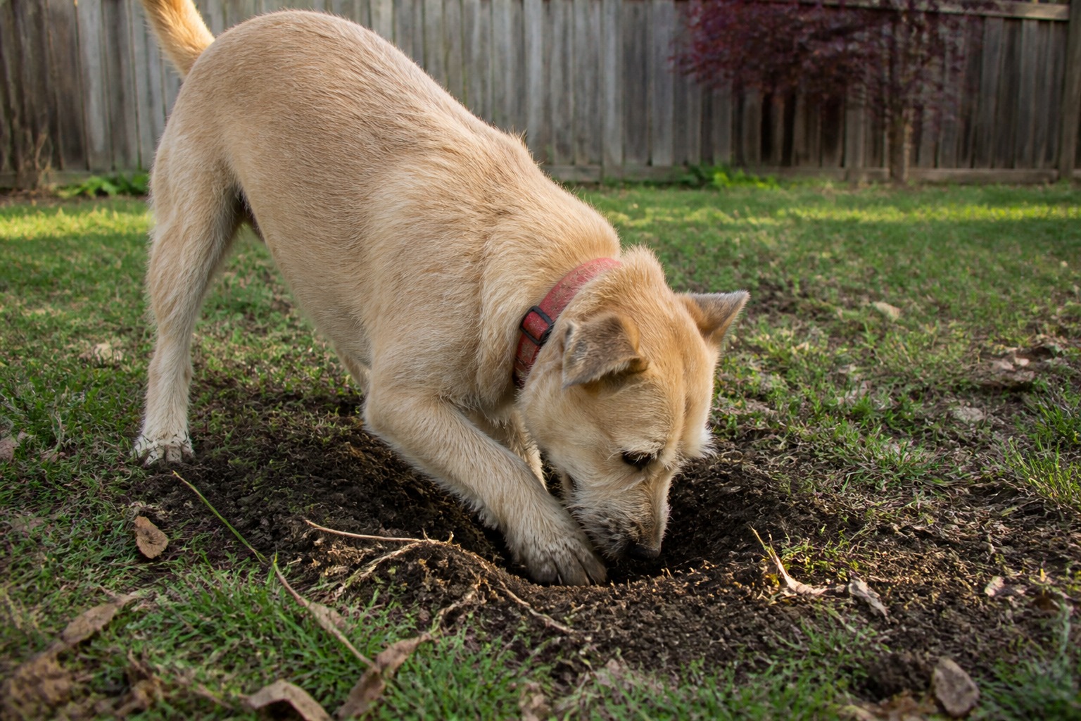 Your Dog Isn't Wrecking the Yard. They're Doing a Job. Name It.
