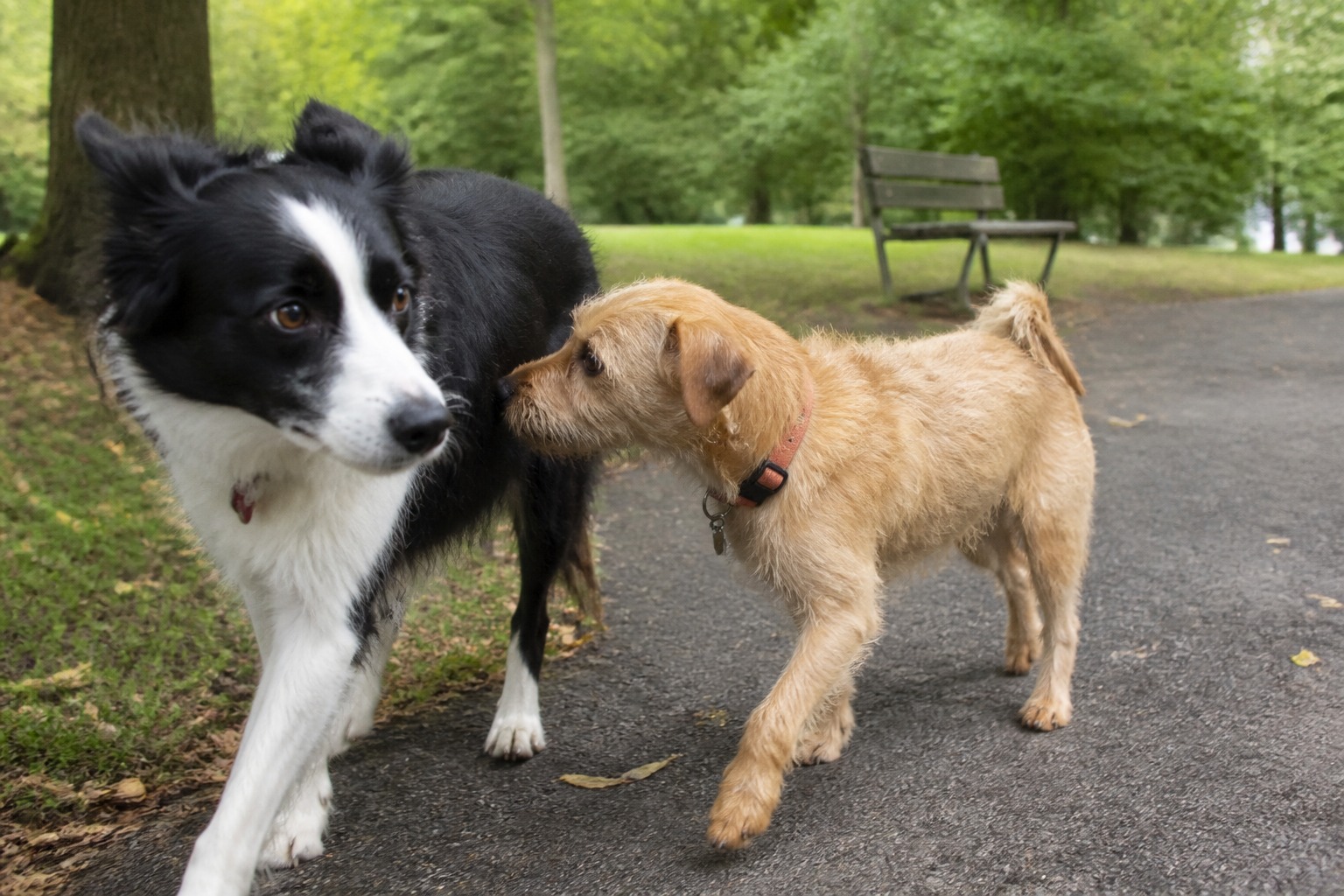 Your Dog Probably Has a Better Social Life Than You. Science Says That's Great for Them.