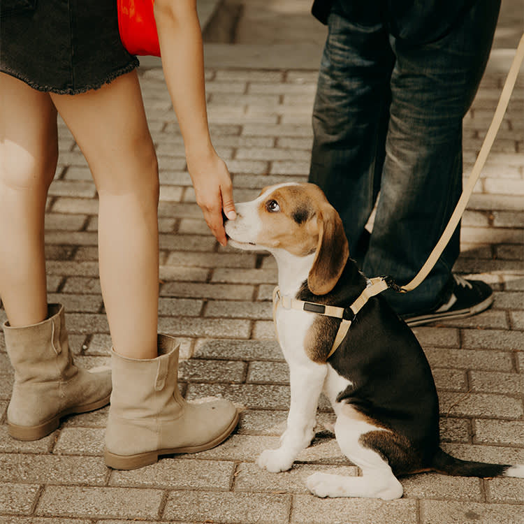 Your Dog Isn't Judging Their Character. They're Reading Yours