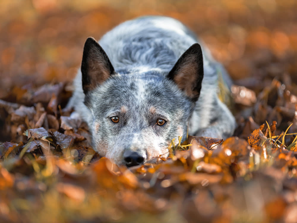 Your Dog Doesn't Hate Fall. It Hates Your Calendar.