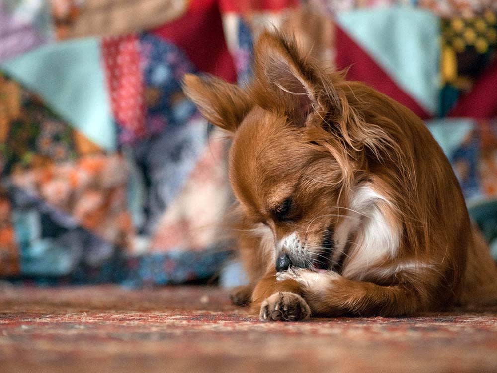 Your Dog's Paw Licking Is a Symptom. Investigate It in This Order