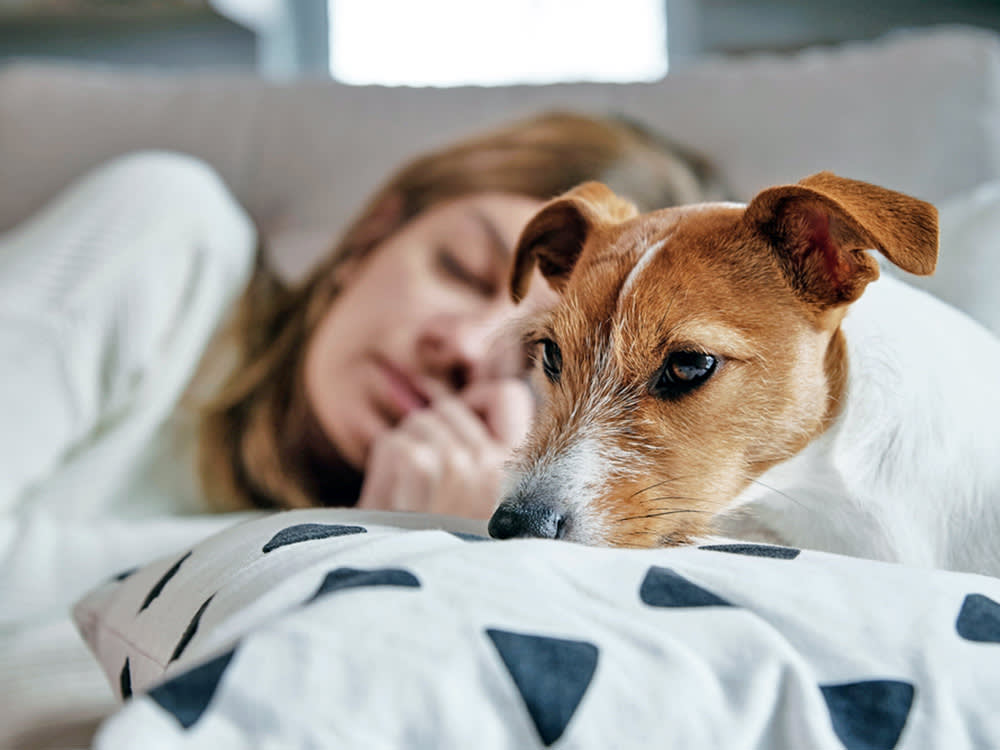 Your Dog Takes Their Bad Days to Bed