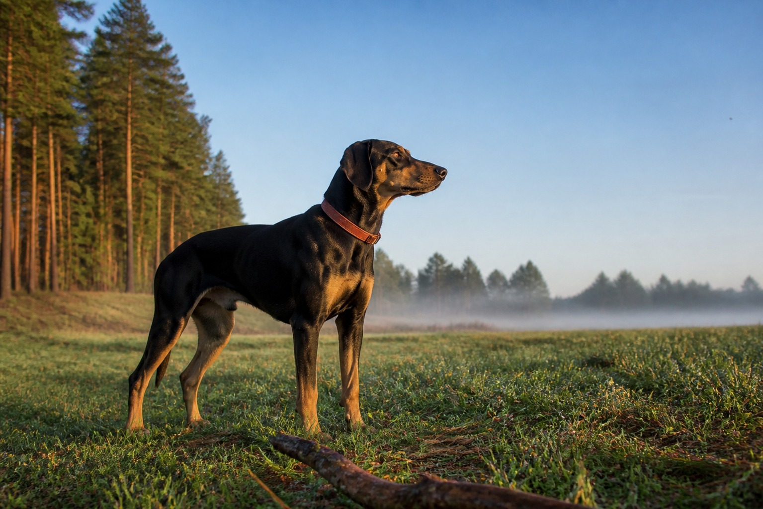 Your Dog Poops Facing North. That's Not a Coincidence.