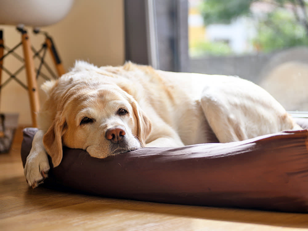 Dogs Don't Get Menopause. That's Exactly Why Senior Heat Cycles Are Dangerous