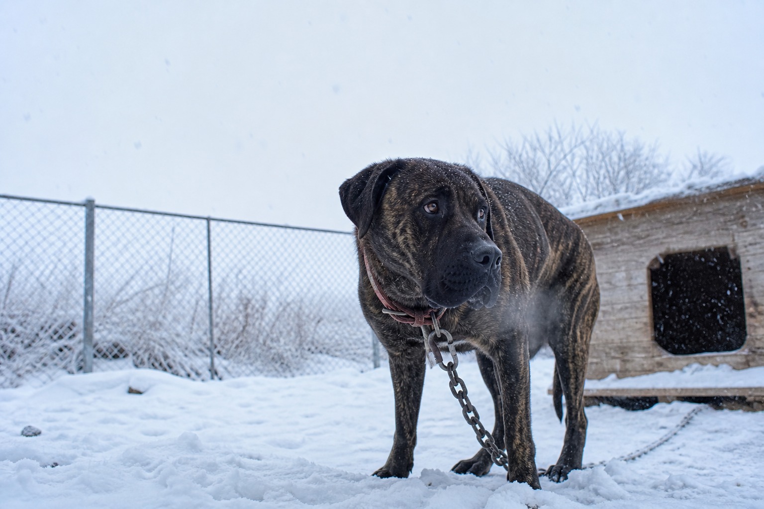 23 Dogs, a Snowstorm, and the Law That Makes It a Felony