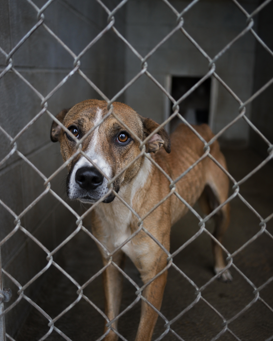 93 Dogs Died in Her Care. A Year Later, the Case May Never See a Jail