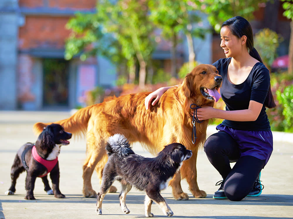 Your Dog Probably Has a Better Social Life Than You. Science Says That's Great for Them.
