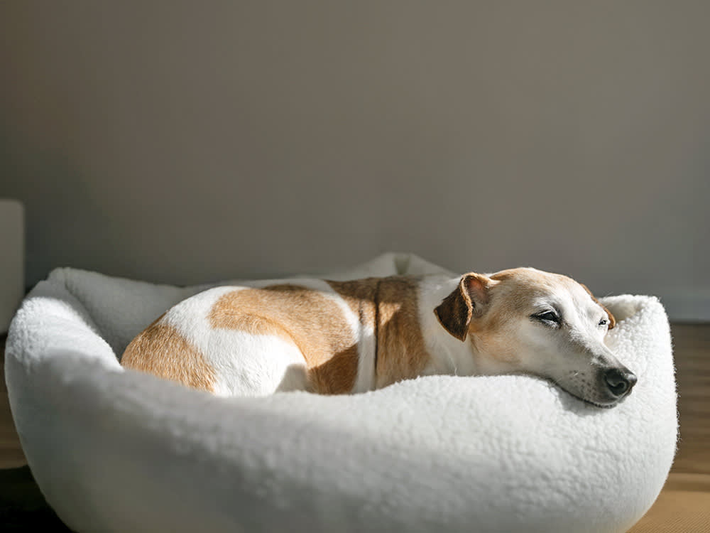 Your Dog Has Two Beds Because They Have Two Kinds of Sleep