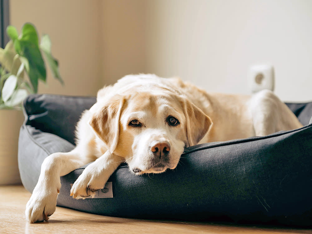 Yes, Dogs Wake Up Grumpy. The Morning Growl Is Information, Not Attitude.