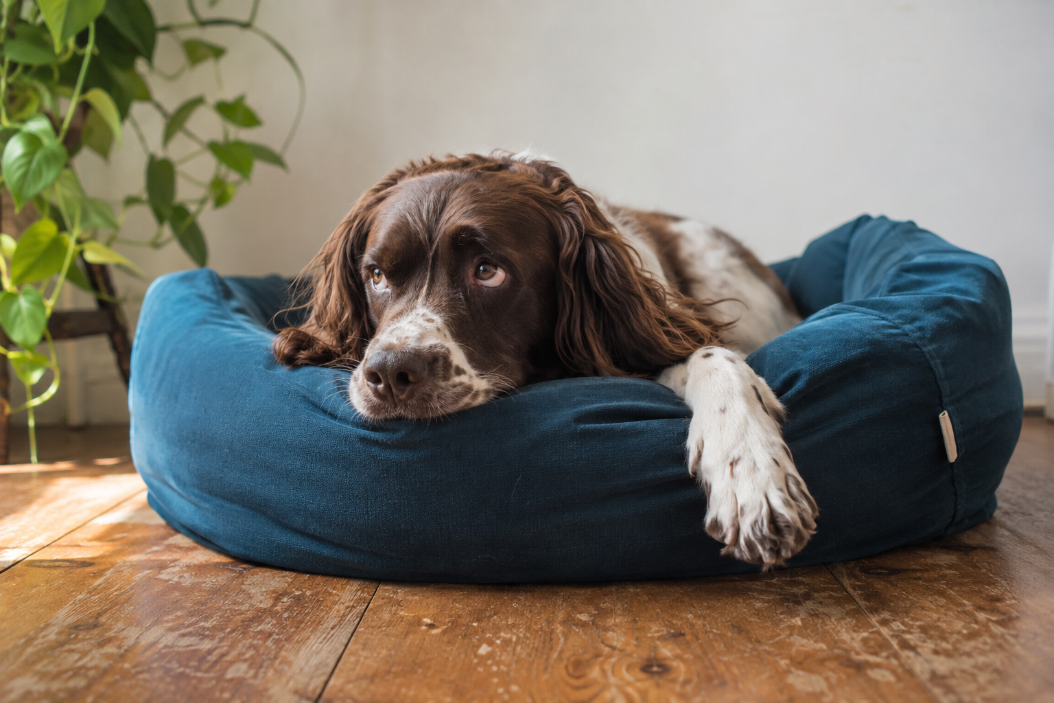 Yes, Dogs Wake Up Grumpy. The Morning Growl Is Information, Not Attitude.