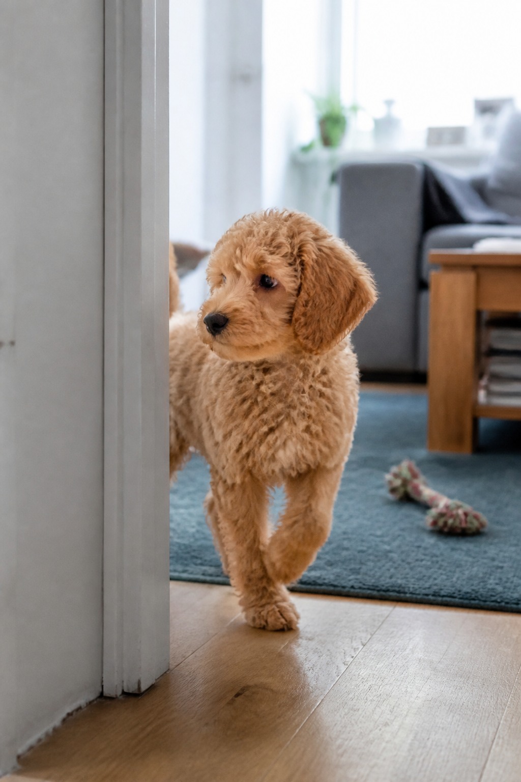 The 'Hybrid Vigor' Myth Is Backwards: Doodles May Stack Their Parents' Problems