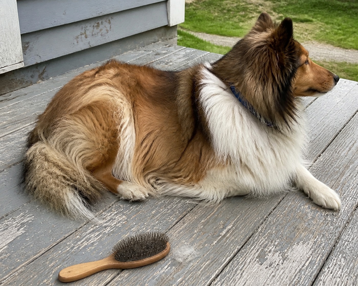 Hair vs. Fur Is the Same Protein. One Difference Still Decides How Much You Brush.